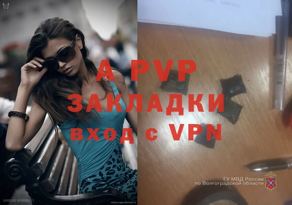 сатива Коряжма